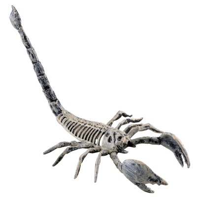 Kostra škorpion štír 20cm