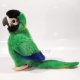Plyšový Papoušek zelený 26cm